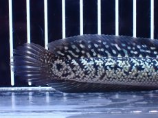 画像4: 【淡水魚】【通販】激レア 火山雷龍(Fire mountain)【個体販売】(±15cm)(大型魚・スネークヘッド)(生体)(熱帯魚)NKO (4)