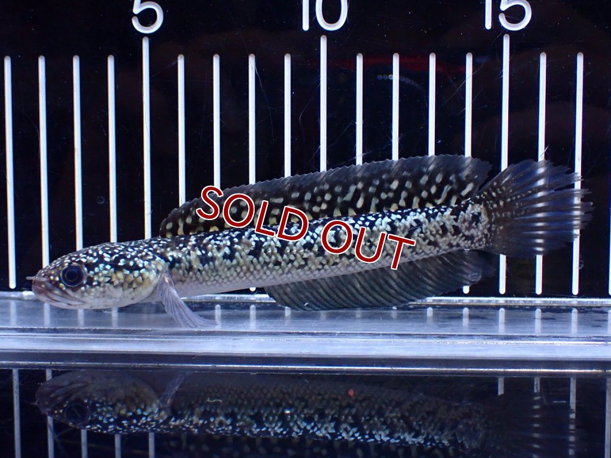 画像5: 【淡水魚】【通販】激レア 火山雷龍(Fire mountain)【個体販売】(±15cm)(大型魚・スネークヘッド)(生体)(熱帯魚)NKO (5)