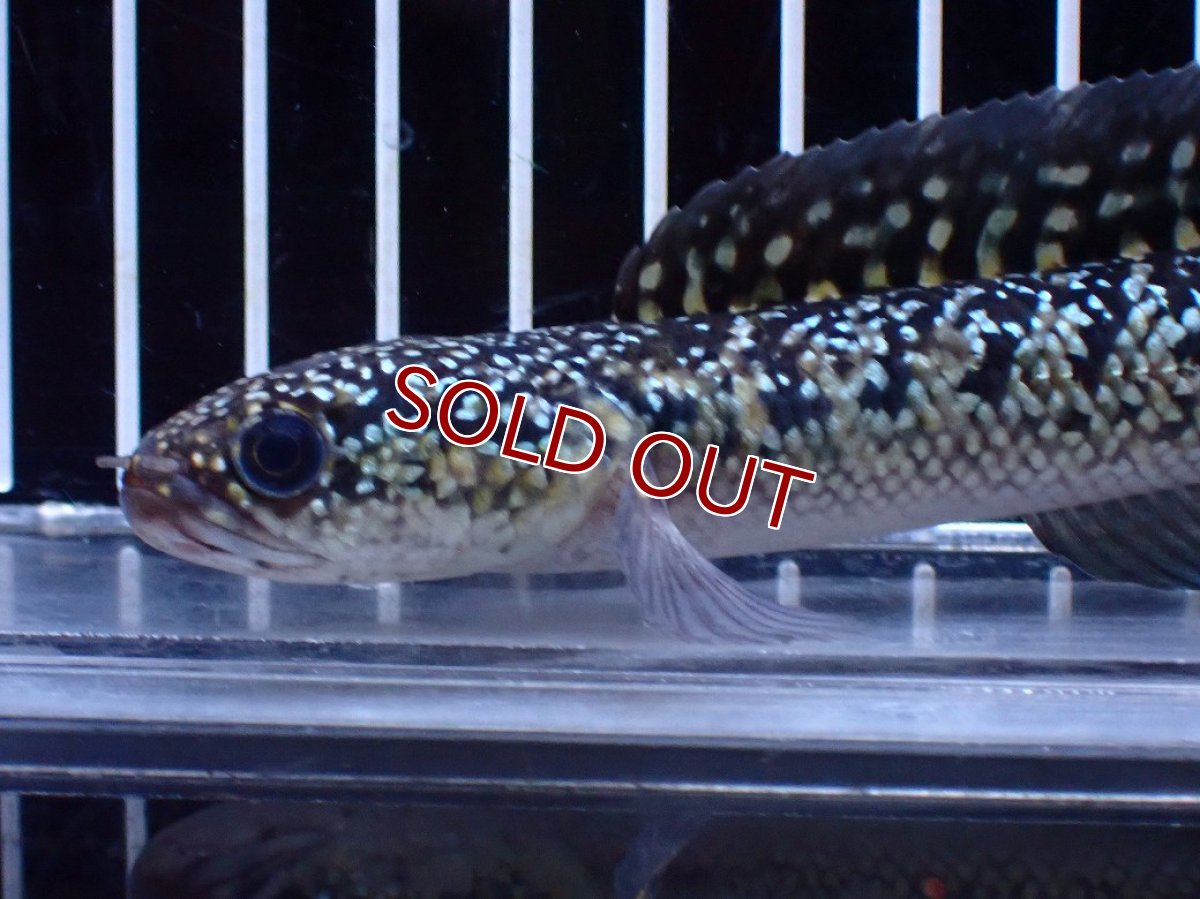 画像6: 【淡水魚】【通販】激レア 火山雷龍(Fire mountain)【個体販売】(±15cm)(大型魚・スネークヘッド)(生体)(熱帯魚)NKO (6)