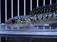 画像6: 【淡水魚】【通販】激レア 火山雷龍(Fire mountain)【個体販売】(±15cm)(大型魚・スネークヘッド)(生体)(熱帯魚)NKO (6)