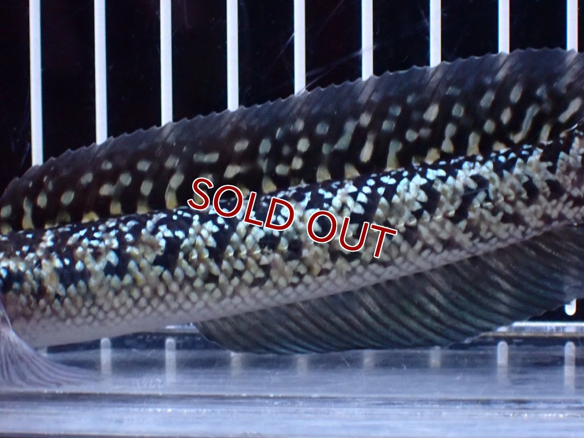 画像7: 【淡水魚】【通販】激レア 火山雷龍(Fire mountain)【個体販売】(±15cm)(大型魚・スネークヘッド)(生体)(熱帯魚)NKO (7)