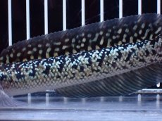 画像7: 【淡水魚】【通販】激レア 火山雷龍(Fire mountain)【個体販売】(±15cm)(大型魚・スネークヘッド)(生体)(熱帯魚)NKO (7)