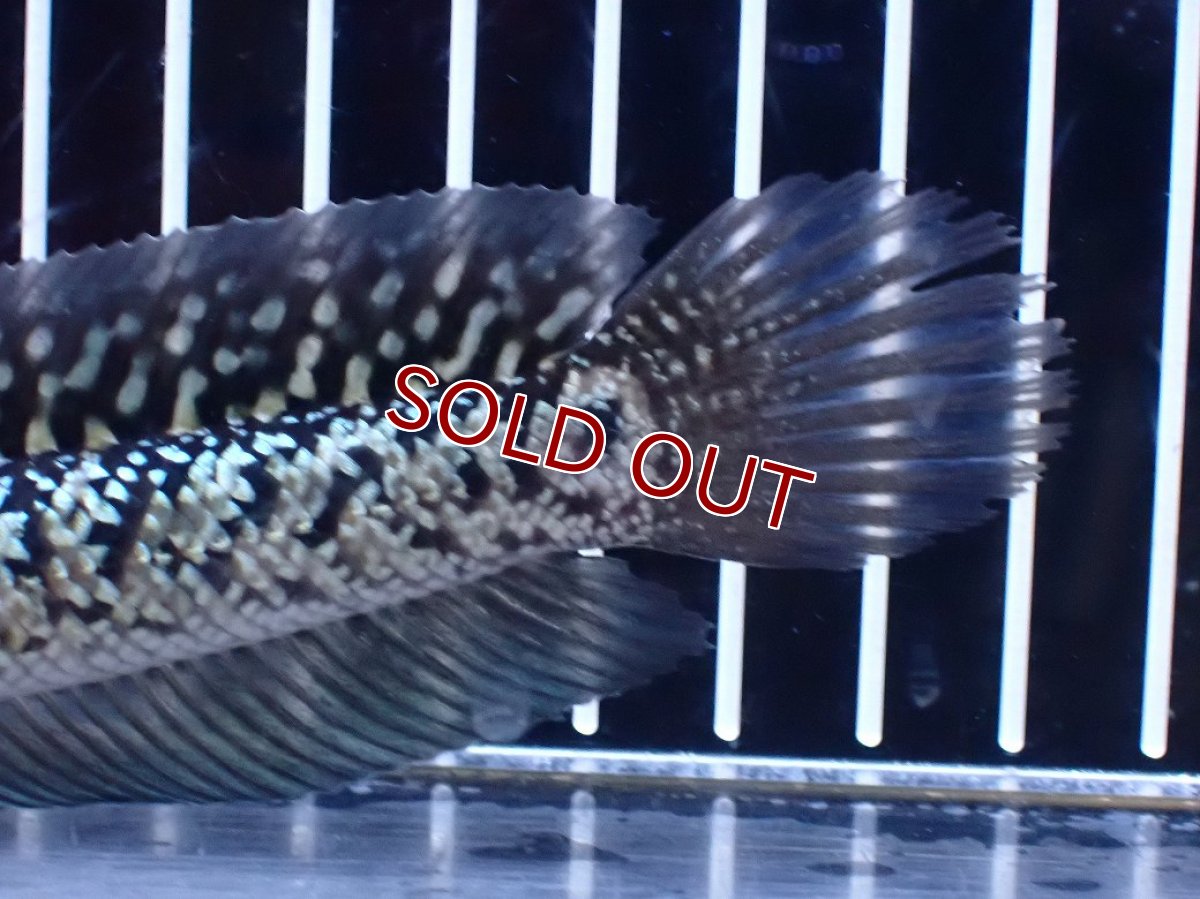 画像8: 【淡水魚】【通販】激レア 火山雷龍(Fire mountain)【個体販売】(±15cm)(大型魚・スネークヘッド)(生体)(熱帯魚)NKO (8)