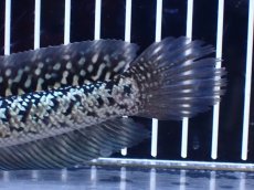 画像8: 【淡水魚】【通販】激レア 火山雷龍(Fire mountain)【個体販売】(±15cm)(大型魚・スネークヘッド)(生体)(熱帯魚)NKO (8)