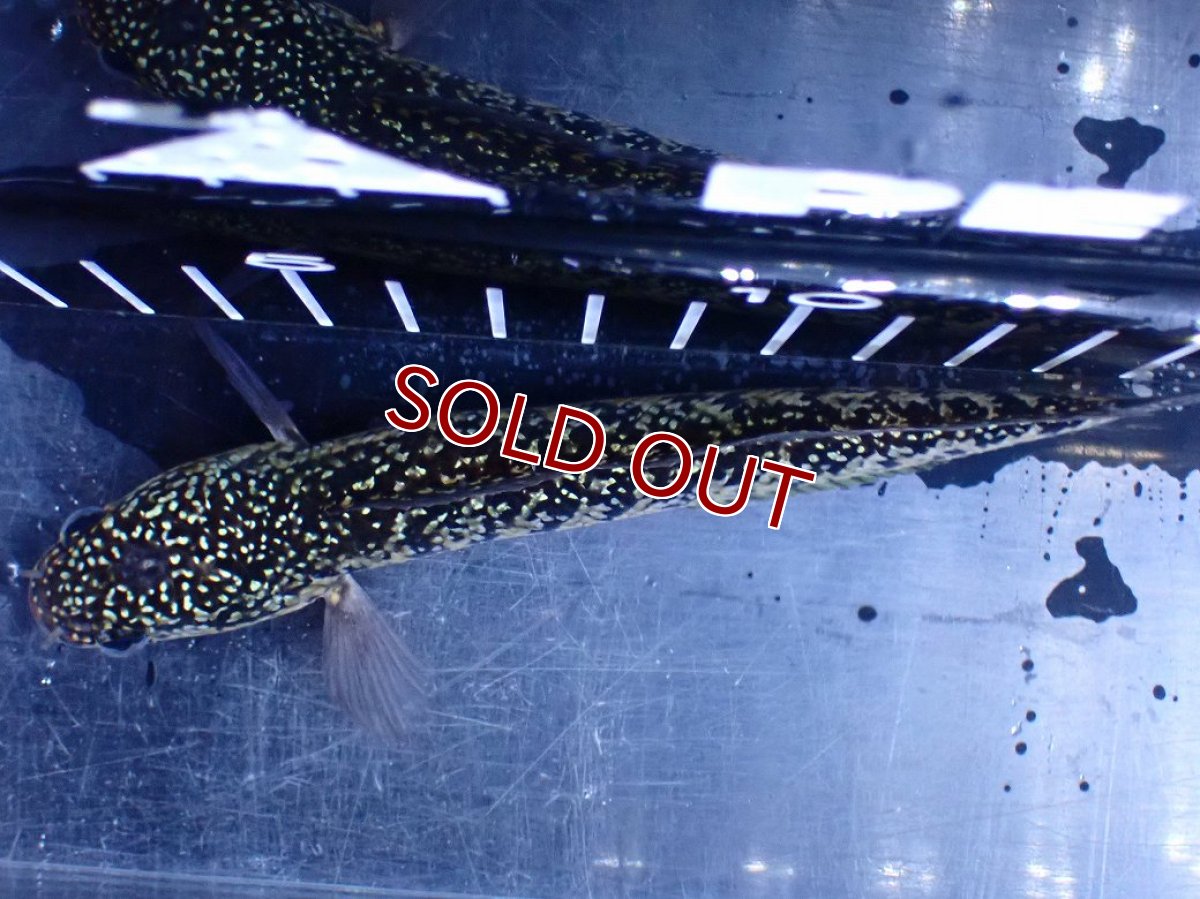 画像9: 【淡水魚】【通販】激レア 火山雷龍(Fire mountain)【個体販売】(±15cm)(大型魚・スネークヘッド)(生体)(熱帯魚)NKO (9)