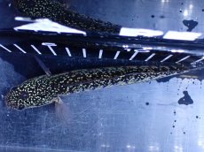 画像9: 【淡水魚】【通販】激レア 火山雷龍(Fire mountain)【個体販売】(±15cm)(大型魚・スネークヘッド)(生体)(熱帯魚)NKO (9)