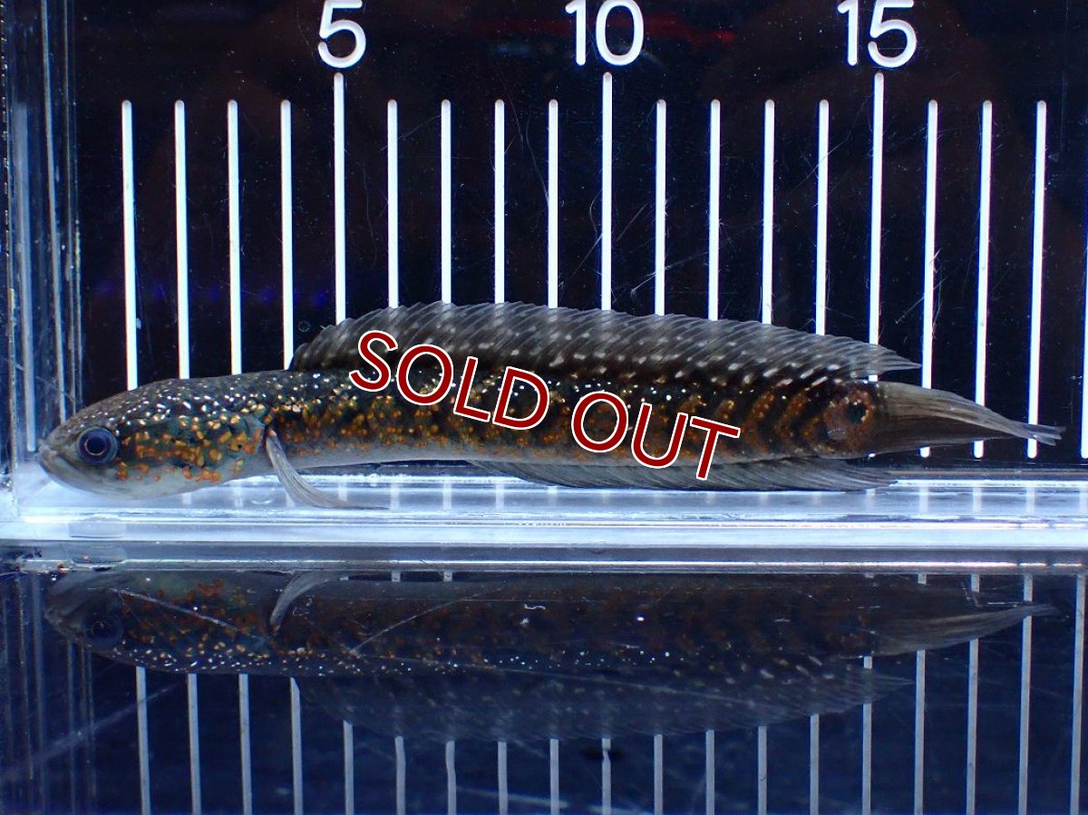 画像1: 【淡水魚】【通販】今回限定爆安 激レアNo1 吉丁雷龍(Jewel)【個体販売】(±18cm)(大型魚・スネークヘッド)(生体)(熱帯魚)NKO (1)