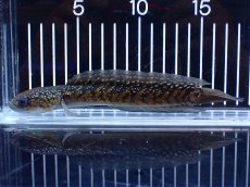 画像1: 【淡水魚】【通販】激レアNo1 吉丁雷龍(Jewel)【個体販売】(±18cm)(大型魚・スネークヘッド)(生体)(熱帯魚)NKO (1)