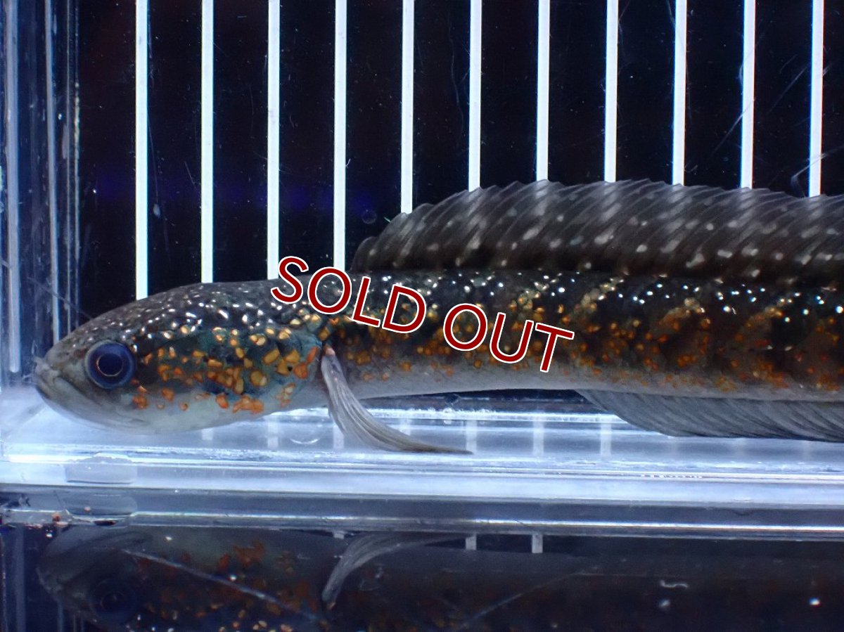 画像2: 【淡水魚】【通販】今回限定爆安 激レアNo1 吉丁雷龍(Jewel)【個体販売】(±18cm)(大型魚・スネークヘッド)(生体)(熱帯魚)NKO (2)