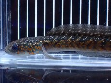 画像2: 【淡水魚】【通販】激レアNo1 吉丁雷龍(Jewel)【個体販売】(±18cm)(大型魚・スネークヘッド)(生体)(熱帯魚)NKO (2)