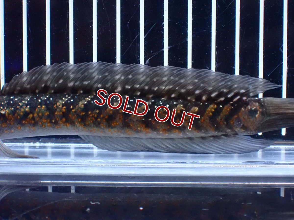 画像3: 【淡水魚】【通販】今回限定爆安 激レアNo1 吉丁雷龍(Jewel)【個体販売】(±18cm)(大型魚・スネークヘッド)(生体)(熱帯魚)NKO (3)