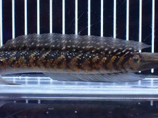 画像3: 【淡水魚】【通販】激レアNo1 吉丁雷龍(Jewel)【個体販売】(±18cm)(大型魚・スネークヘッド)(生体)(熱帯魚)NKO (3)