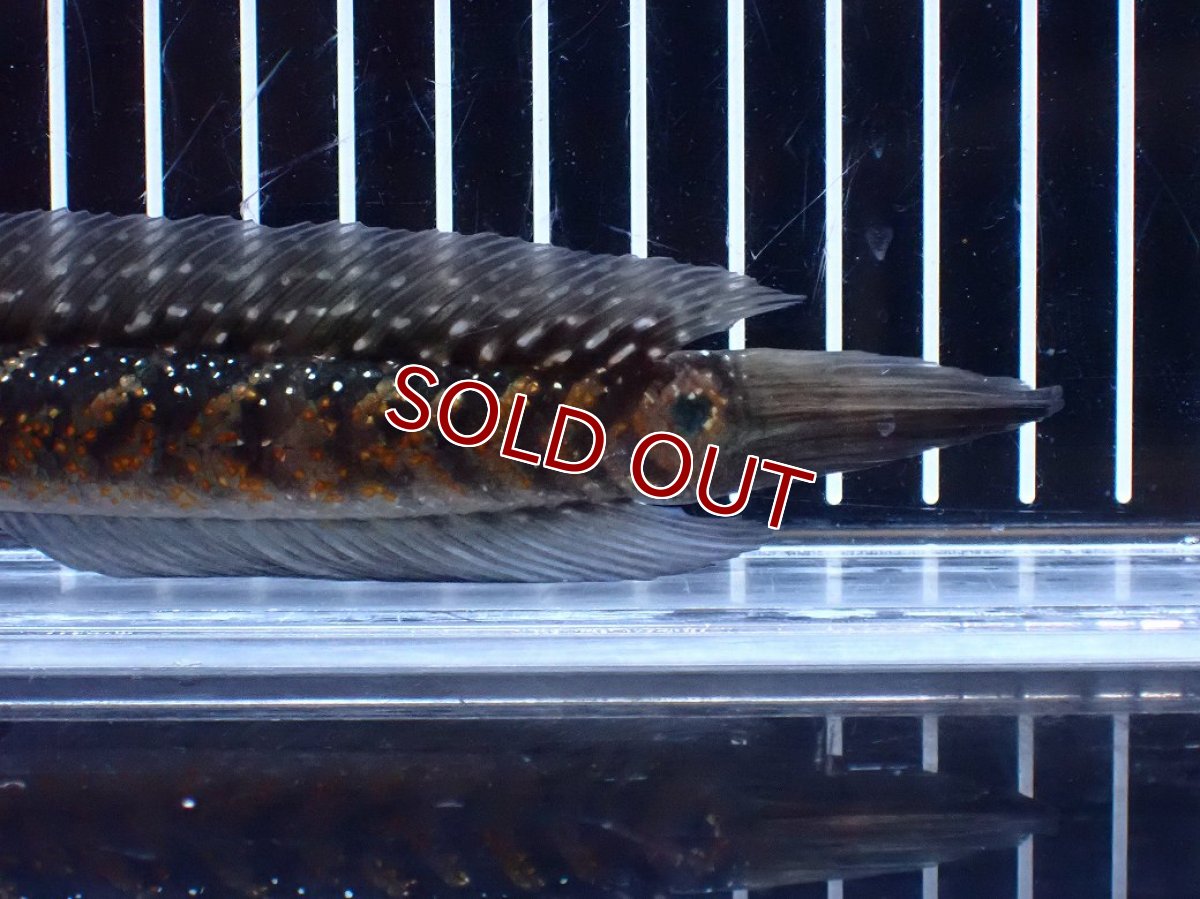 画像4: 【淡水魚】【通販】今回限定爆安 激レアNo1 吉丁雷龍(Jewel)【個体販売】(±18cm)(大型魚・スネークヘッド)(生体)(熱帯魚)NKO (4)