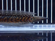 画像4: 【淡水魚】【通販】激レアNo1 吉丁雷龍(Jewel)【個体販売】(±18cm)(大型魚・スネークヘッド)(生体)(熱帯魚)NKO (4)