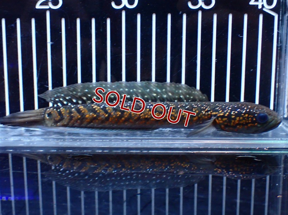 画像5: 【淡水魚】【通販】今回限定爆安 激レアNo1 吉丁雷龍(Jewel)【個体販売】(±18cm)(大型魚・スネークヘッド)(生体)(熱帯魚)NKO (5)