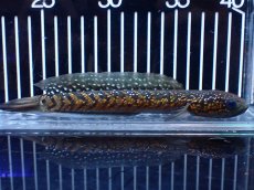 画像5: 【淡水魚】【通販】激レアNo1 吉丁雷龍(Jewel)【個体販売】(±18cm)(大型魚・スネークヘッド)(生体)(熱帯魚)NKO (5)