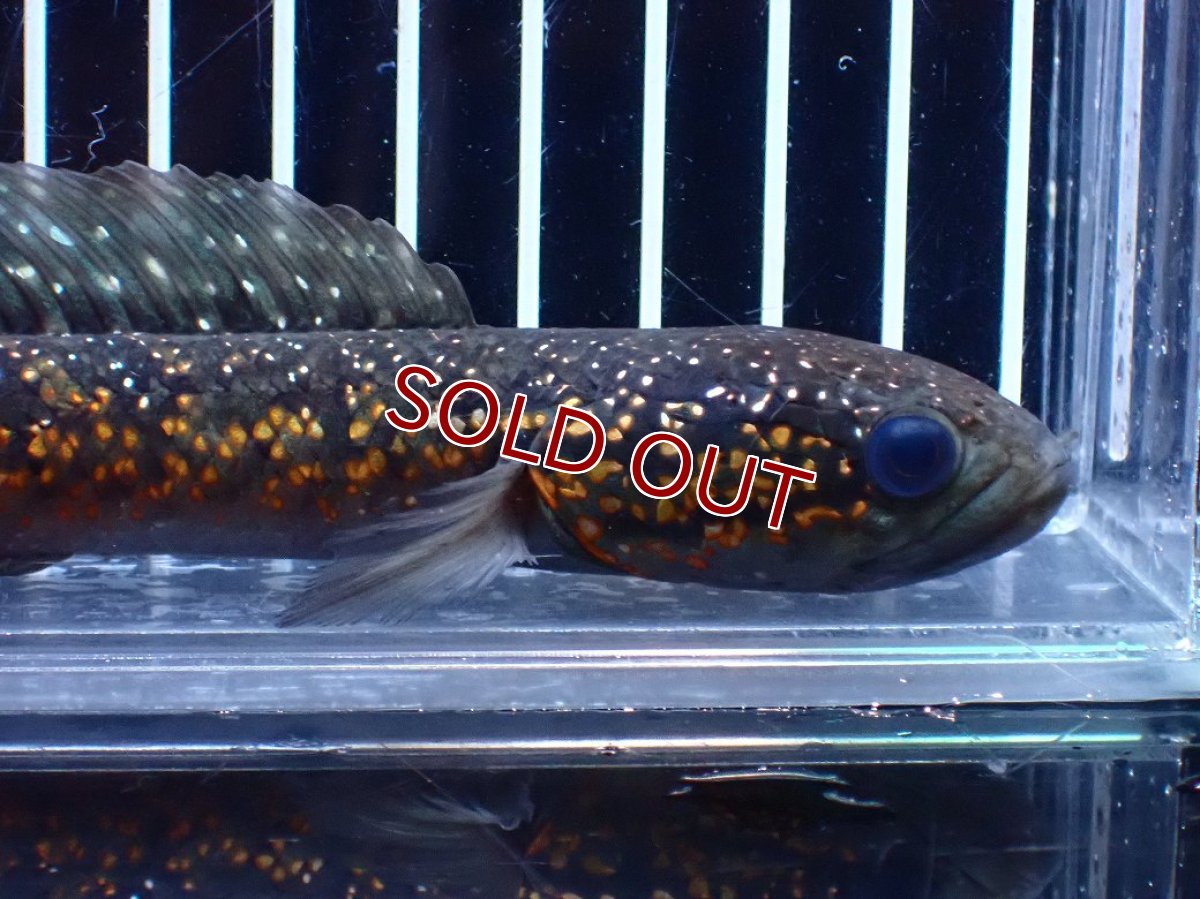 画像6: 【淡水魚】【通販】今回限定爆安 激レアNo1 吉丁雷龍(Jewel)【個体販売】(±18cm)(大型魚・スネークヘッド)(生体)(熱帯魚)NKO (6)