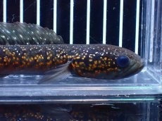 画像6: 【淡水魚】【通販】激レアNo1 吉丁雷龍(Jewel)【個体販売】(±18cm)(大型魚・スネークヘッド)(生体)(熱帯魚)NKO (6)