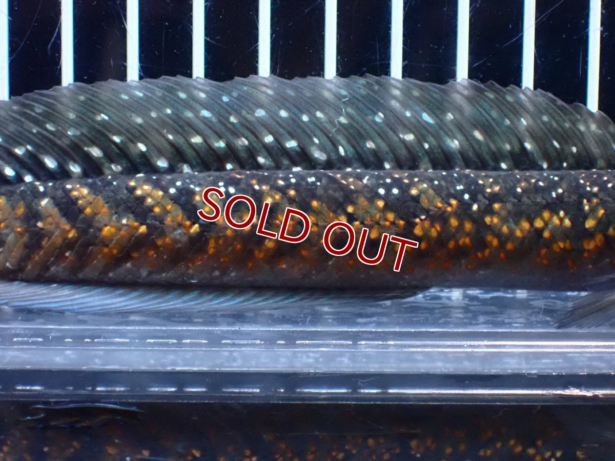 画像7: 【淡水魚】【通販】今回限定爆安 激レアNo1 吉丁雷龍(Jewel)【個体販売】(±18cm)(大型魚・スネークヘッド)(生体)(熱帯魚)NKO (7)