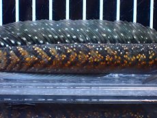 画像7: 【淡水魚】【通販】激レアNo1 吉丁雷龍(Jewel)【個体販売】(±18cm)(大型魚・スネークヘッド)(生体)(熱帯魚)NKO (7)