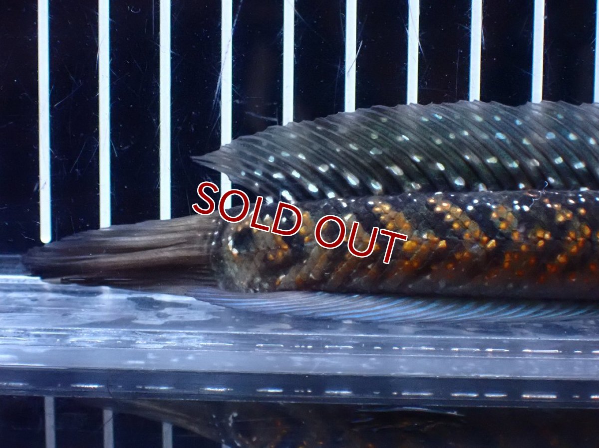 画像8: 【淡水魚】【通販】今回限定爆安 激レアNo1 吉丁雷龍(Jewel)【個体販売】(±18cm)(大型魚・スネークヘッド)(生体)(熱帯魚)NKO (8)