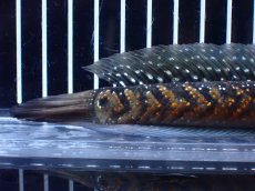 画像8: 【淡水魚】【通販】激レアNo1 吉丁雷龍(Jewel)【個体販売】(±18cm)(大型魚・スネークヘッド)(生体)(熱帯魚)NKO (8)