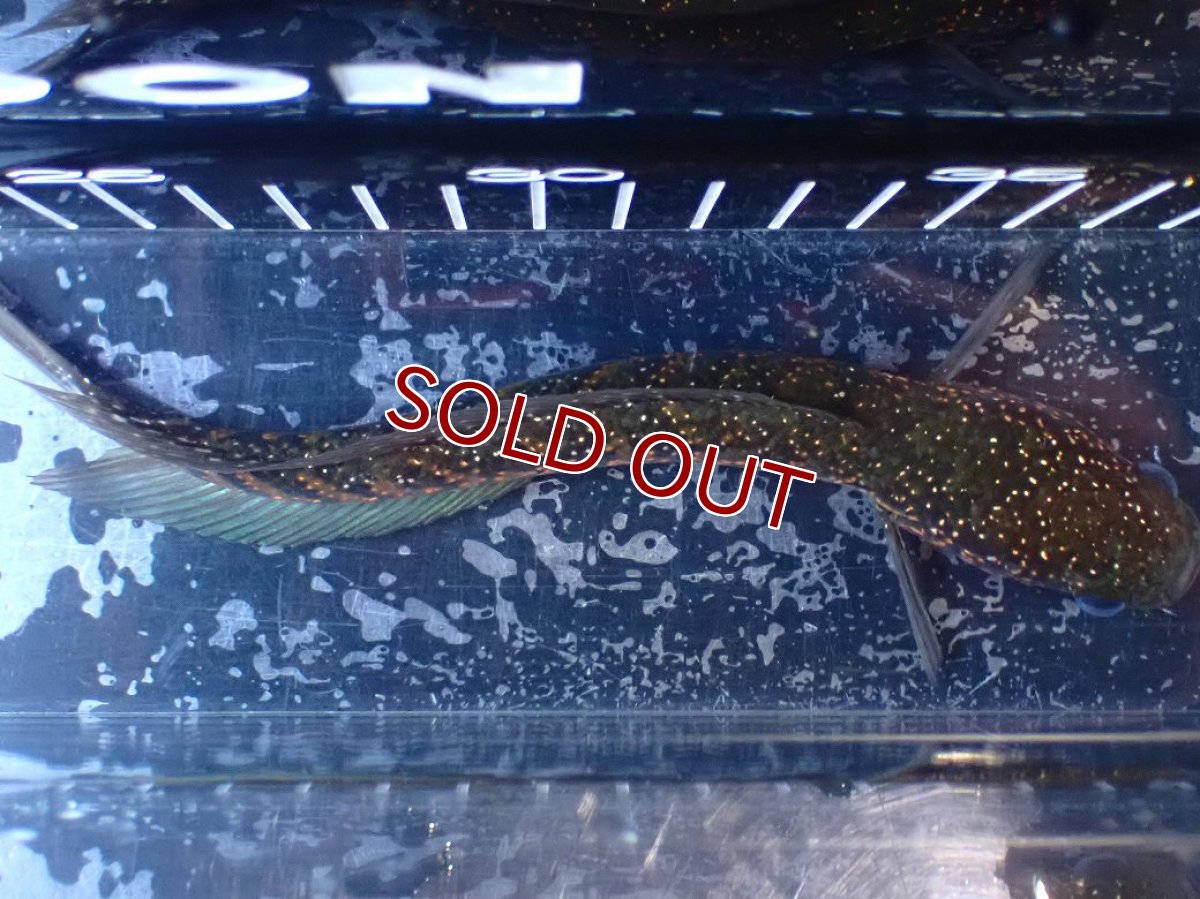 画像9: 【淡水魚】【通販】今回限定爆安 激レアNo1 吉丁雷龍(Jewel)【個体販売】(±18cm)(大型魚・スネークヘッド)(生体)(熱帯魚)NKO (9)