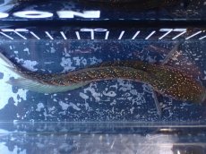 画像9: 【淡水魚】【通販】激レアNo1 吉丁雷龍(Jewel)【個体販売】(±18cm)(大型魚・スネークヘッド)(生体)(熱帯魚)NKO (9)