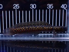 画像1: 【淡水魚】【通販】激レア No1 黒星鏨雷龍(Black diamond)【個体販売】(±17cm)大型魚・スネークヘッド(生体)(熱帯魚)NKO (1)