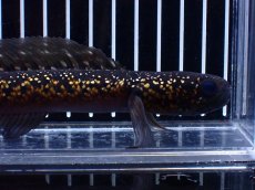 画像2: 【淡水魚】【通販】激レア No1 黒星鏨雷龍(Black diamond)【個体販売】(±17cm)大型魚・スネークヘッド(生体)(熱帯魚)NKO (2)