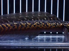 画像3: 【淡水魚】【通販】激レア No1 黒星鏨雷龍(Black diamond)【個体販売】(±17cm)大型魚・スネークヘッド(生体)(熱帯魚)NKO (3)