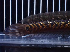 画像4: 【淡水魚】【通販】激レア No1 黒星鏨雷龍(Black diamond)【個体販売】(±17cm)大型魚・スネークヘッド(生体)(熱帯魚)NKO (4)