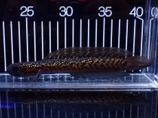 画像5: 【淡水魚】【通販】激レア No1 黒星鏨雷龍(Black diamond)【個体販売】(±17cm)大型魚・スネークヘッド(生体)(熱帯魚)NKO (5)