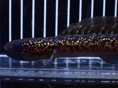 画像6: 【淡水魚】【通販】激レア No1 黒星鏨雷龍(Black diamond)【個体販売】(±17cm)大型魚・スネークヘッド(生体)(熱帯魚)NKO (6)