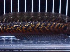 画像7: 【淡水魚】【通販】激レア No1 黒星鏨雷龍(Black diamond)【個体販売】(±17cm)大型魚・スネークヘッド(生体)(熱帯魚)NKO (7)