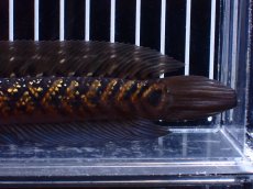 画像8: 【淡水魚】【通販】激レア No1 黒星鏨雷龍(Black diamond)【個体販売】(±17cm)大型魚・スネークヘッド(生体)(熱帯魚)NKO (8)