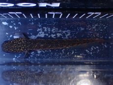 画像9: 【淡水魚】【通販】激レア No1 黒星鏨雷龍(Black diamond)【個体販売】(±17cm)大型魚・スネークヘッド(生体)(熱帯魚)NKO (9)