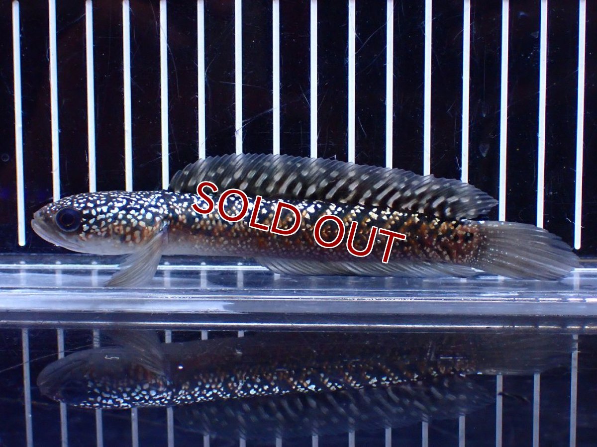 画像1: 【淡水魚】【通販】今回限定爆安激レア No1 金天目(Gold tenmoku)【個体販売】(±13cm)(大型魚・スネークヘッド)(生体)(熱帯魚)NKO (1)