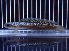 画像1: 【淡水魚】【通販】激レア No1 金天目(Gold tenmoku)【個体販売】(±13cm)(大型魚・スネークヘッド)(生体)(熱帯魚)NKO (1)