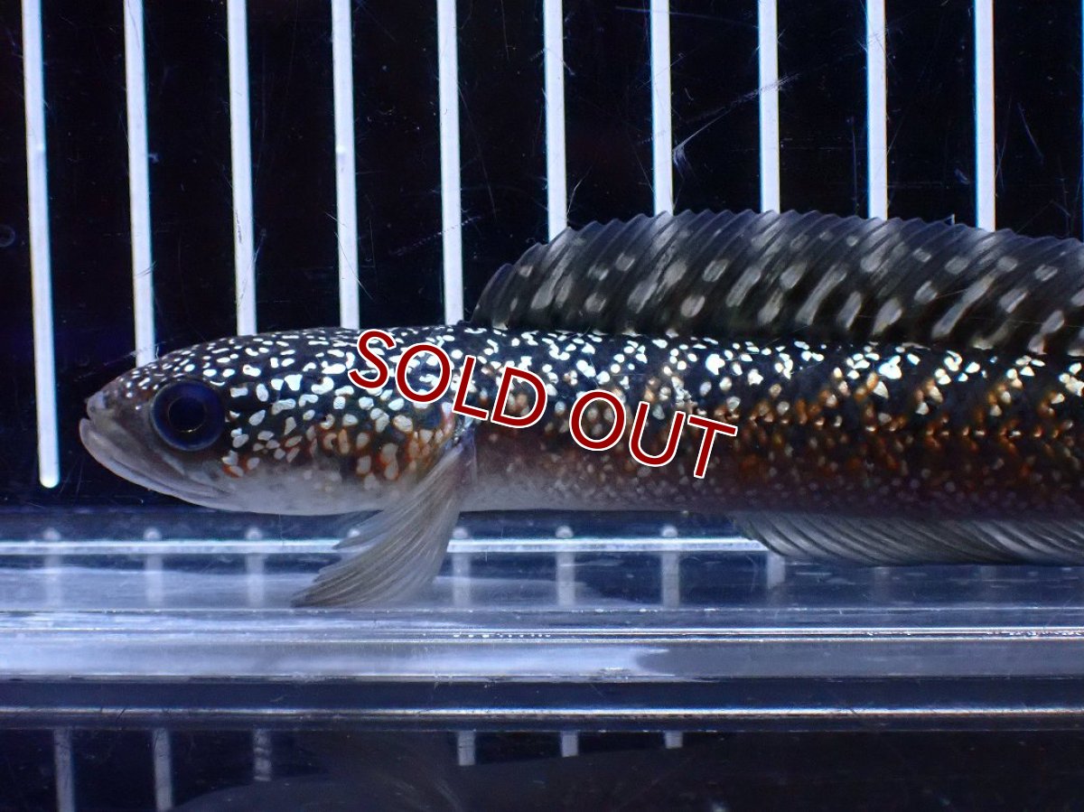 画像2: 【淡水魚】【通販】今回限定爆安激レア No1 金天目(Gold tenmoku)【個体販売】(±13cm)(大型魚・スネークヘッド)(生体)(熱帯魚)NKO (2)