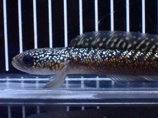 画像2: 【淡水魚】【通販】激レア No1 金天目(Gold tenmoku)【個体販売】(±13cm)(大型魚・スネークヘッド)(生体)(熱帯魚)NKO (2)