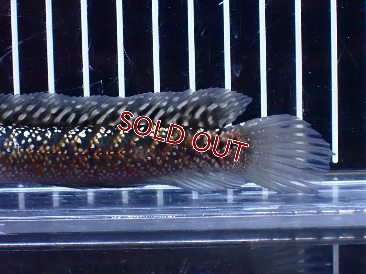 画像3: 【淡水魚】【通販】今回限定爆安激レア No1 金天目(Gold tenmoku)【個体販売】(±13cm)(大型魚・スネークヘッド)(生体)(熱帯魚)NKO (3)