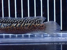 画像3: 【淡水魚】【通販】激レア No1 金天目(Gold tenmoku)【個体販売】(±13cm)(大型魚・スネークヘッド)(生体)(熱帯魚)NKO (3)