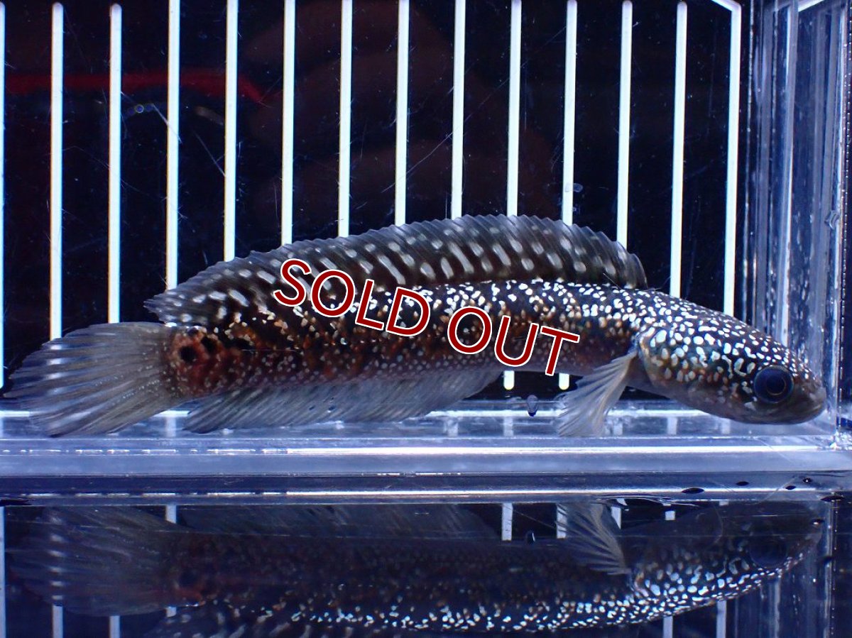 画像4: 【淡水魚】【通販】今回限定爆安激レア No1 金天目(Gold tenmoku)【個体販売】(±13cm)(大型魚・スネークヘッド)(生体)(熱帯魚)NKO (4)