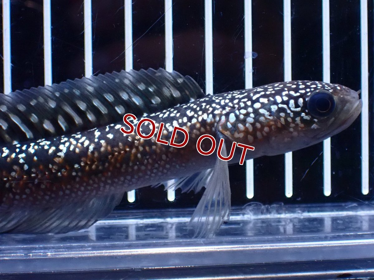 画像5: 【淡水魚】【通販】今回限定爆安激レア No1 金天目(Gold tenmoku)【個体販売】(±13cm)(大型魚・スネークヘッド)(生体)(熱帯魚)NKO (5)