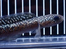画像5: 【淡水魚】【通販】激レア No1 金天目(Gold tenmoku)【個体販売】(±13cm)(大型魚・スネークヘッド)(生体)(熱帯魚)NKO (5)