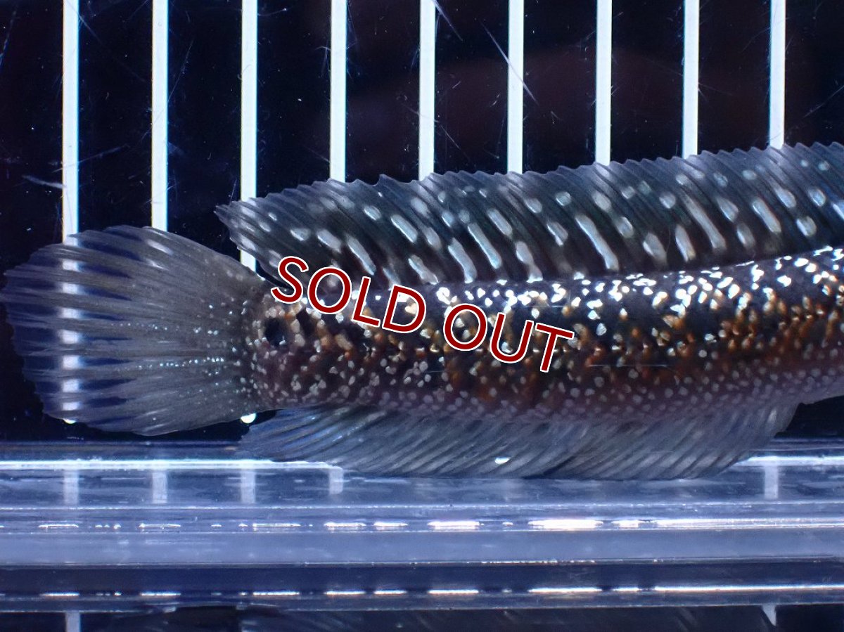 画像6: 【淡水魚】【通販】今回限定爆安激レア No1 金天目(Gold tenmoku)【個体販売】(±13cm)(大型魚・スネークヘッド)(生体)(熱帯魚)NKO (6)