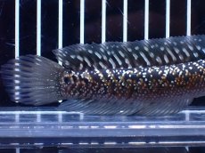 画像6: 【淡水魚】【通販】激レア No1 金天目(Gold tenmoku)【個体販売】(±13cm)(大型魚・スネークヘッド)(生体)(熱帯魚)NKO (6)