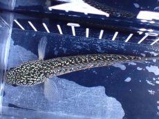 画像7: 【淡水魚】【通販】激レア No1 金天目(Gold tenmoku)【個体販売】(±13cm)(大型魚・スネークヘッド)(生体)(熱帯魚)NKO (7)