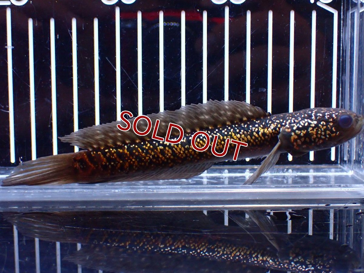 画像1: 【淡水魚】【通販】今回限定爆安激レア No2 金天目(Gold tenmoku)【個体販売】(±14cm)(大型魚・スネークヘッド)(生体)(熱帯魚)NKO (1)